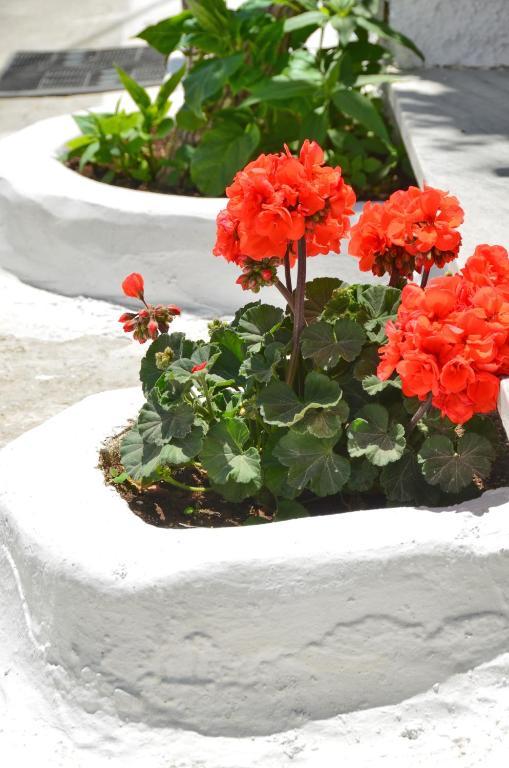 Blue Sky Aparthotel Naxos City Rom bilde